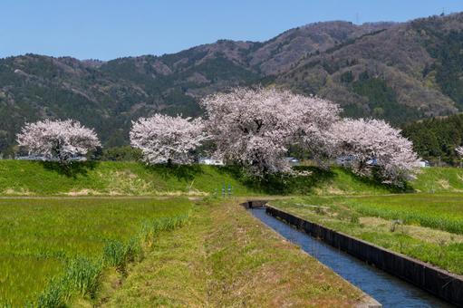 桜満開の麦畑と用水路 桜満開の麦畑と用水路 桜,爛漫,満開の写真素材