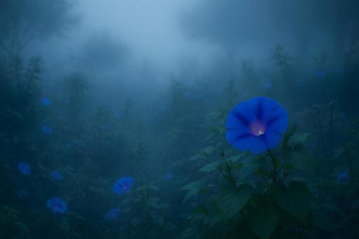霧に咲く青い朝顔 霧に咲く青い朝顔の写真