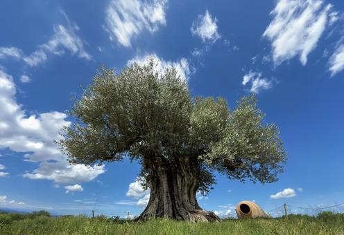 オリーブの大樹_1 オリーブ,大樹,古木の写真素材