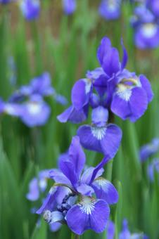 Spring flowers: Iris 4, JPG