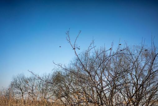 冬の青空と枯れ木に集う鳥たち 自然,風景,冬の写真素材