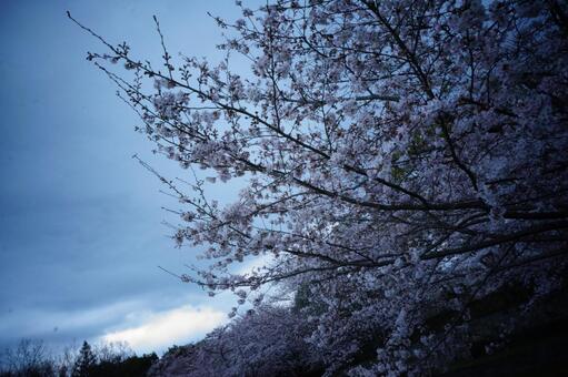桜2 桜2の写真