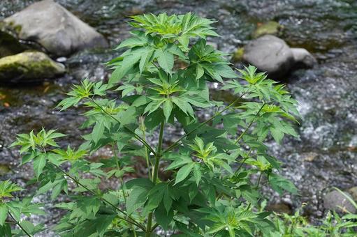 外来種雑草のイメージ素材 外来種雑草のイメージ素材の写真