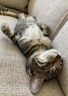 寝る子猫 キジトラ,熟睡,夢の写真素材