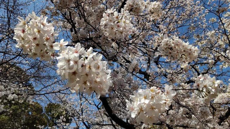 散歩途中で見かけた公園に咲く桜 桜,公園,散歩の写真素材