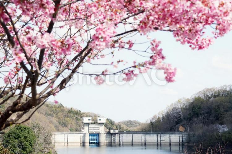 さくらとダム 桜,さくら,サクラの写真素材