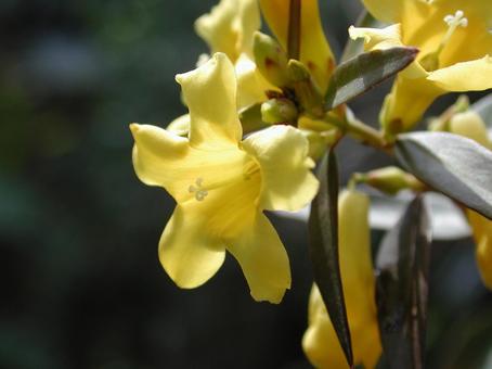 カロライナジャスミン カロライナジャスミンの写真