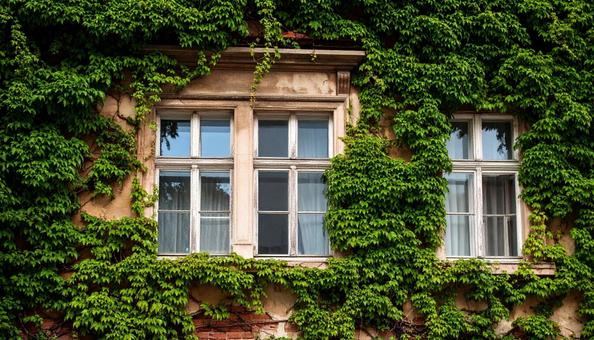 緑のカーテンのある古めの建物02 緑のカーテンのある古めの建物02の写真