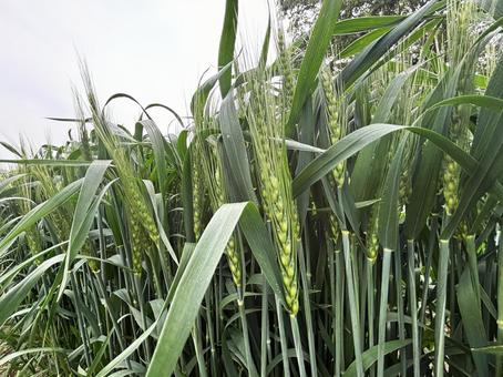 Photo, wheat, green, material, 