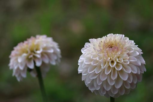 Photo, dahlia, flower, asteraceae plant, 