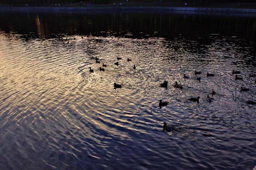 水鳥遊ぶ秋のたそがれの池 水鳥,カモ,野鴨の写真素材