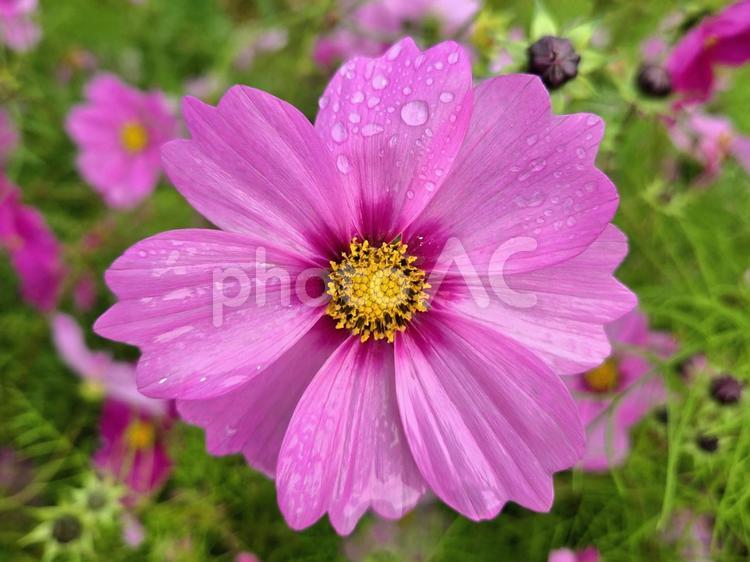 雨の日のコスモス 雨,雨の日,しずくの写真素材