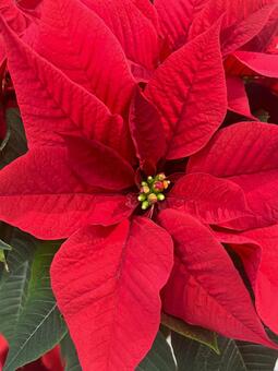 ポインセチア ポインセチア,葉,赤の写真素材