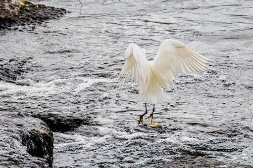 コサギ(60) 鳥,コサギ,鳥類の写真素材