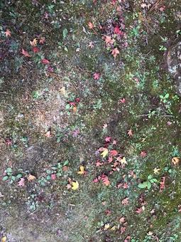 小さな秋 小さな秋 紅葉,秋,四季の写真素材
