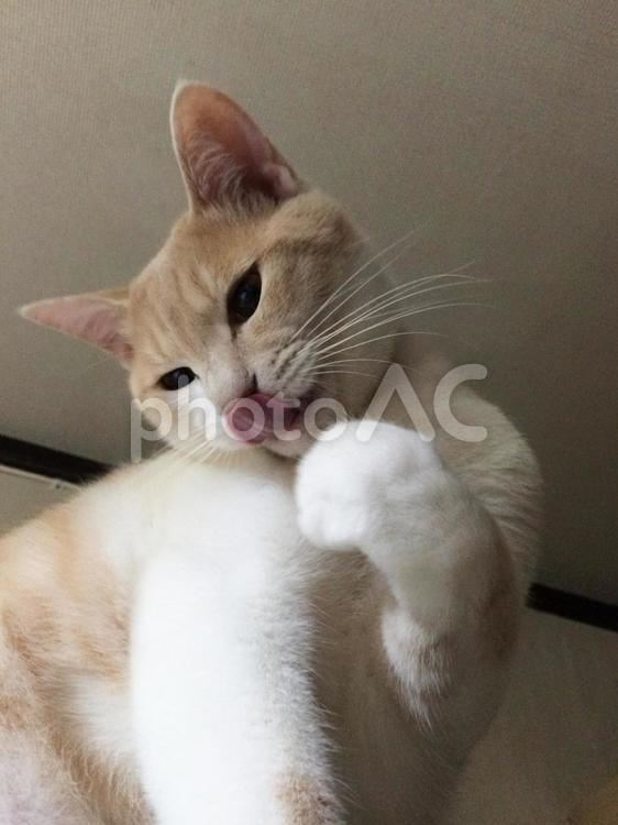 毛づくろい1 毛づくろい,手,舐めるの写真素材