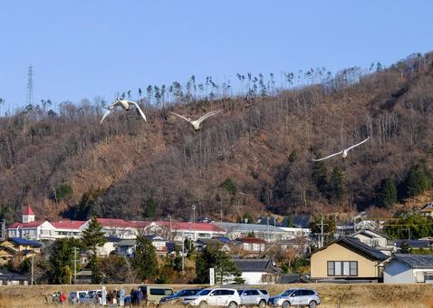 御宝田遊水地 飛翔中の白鳥の群れ 御宝田遊水地 飛翔中の白鳥の群れ 御宝田遊水地,長野県,安曇野市の写真素材