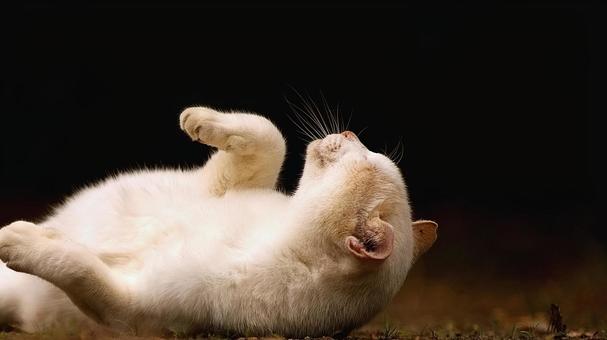 白い猫のポーズ❷ 白い猫のポーズ❷ 猫,野良猫,白猫の写真素材