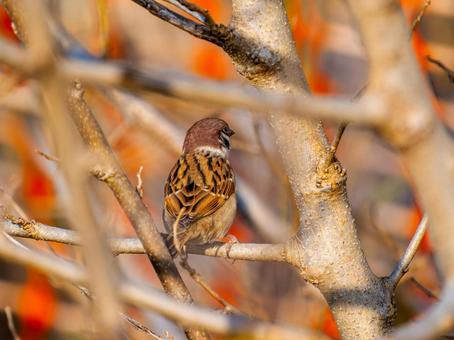 枝にとまるスズメ スズメ,雀,鳥の写真素材