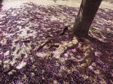 Photo, ground, cherry blossoms, petal, 