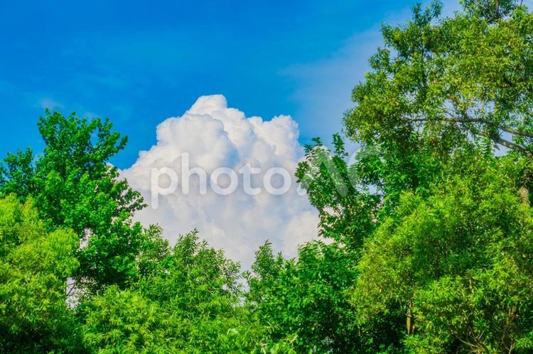 青空に映える緑と大きな雲の背景素材 自然,水田,日本の写真素材