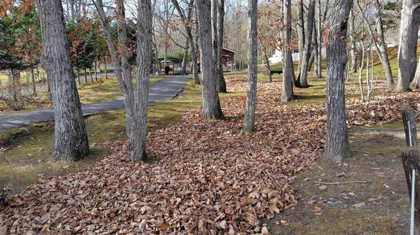 秋の落ち葉 落ち葉,紅葉,秋の写真素材