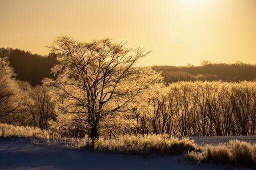 朝日と霧氷が際立たせるドラマチックな光景 朝焼け,雪景色,樹木の写真素材