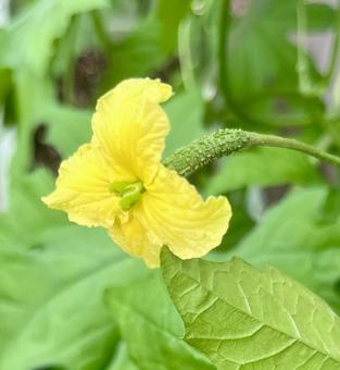 ゴーヤ雌花 右側から ゴーヤ雌花 右側から にがうり,ゴーヤ,雌花の写真素材
