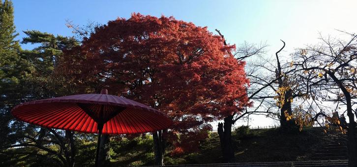 麟閤　茶室　紅葉 風景,人気,早朝の写真素材