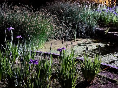 Horikiri Iris Garden at night Illuminated irises, JPG