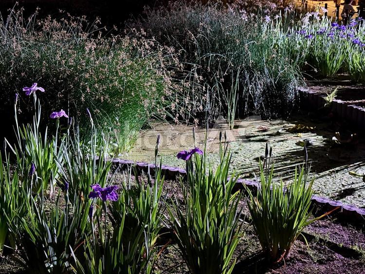 夜の堀切菖蒲園　ライトアップされる花菖蒲 堀切菖蒲園,5月,菖蒲の写真素材