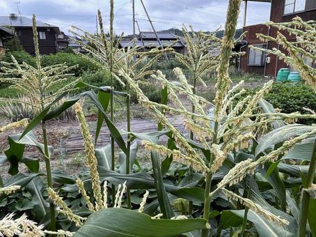 とうもろこし畑 とうもろこし,野菜,畑の写真素材