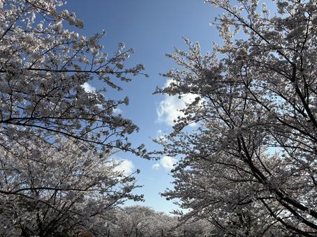 夏の空と木々 夏の空と木々の写真