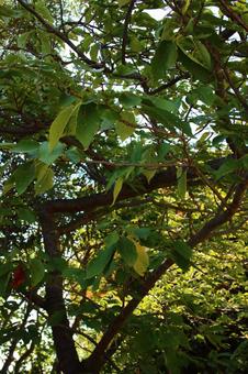 八重桜 八重桜,桜,葉の写真素材