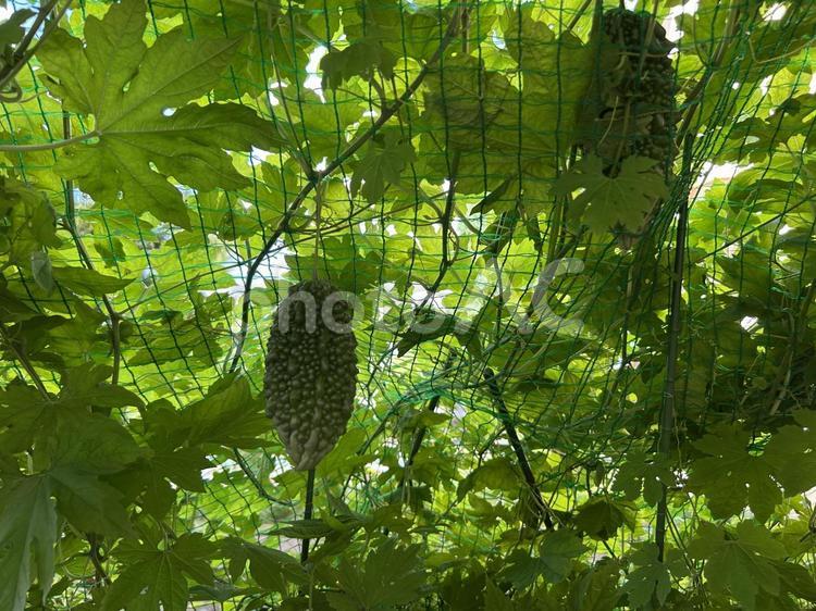 	緑の網にぶら下がるゴーヤ ゴーヤ,ツルレイシ,夏野菜の写真素材