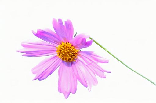 ピンクのコスモス(白バック) ピンクのコスモス(白バック)の写真