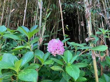 真夏のアジサイの花 真夏のアジサイの花の写真