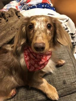 ミニチュアダックスフント1 ミニチュアダックスフント1 ミニチュアダックスフント,可愛い,犬の写真素材
