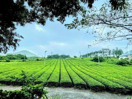 茶畑 茶畑 茶畑,ガーデン,草木の写真素材