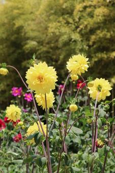 DAHLIAの5 DAHLIAの5の写真
