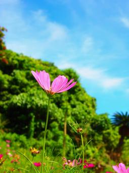 秋の青空のコスモスの写真