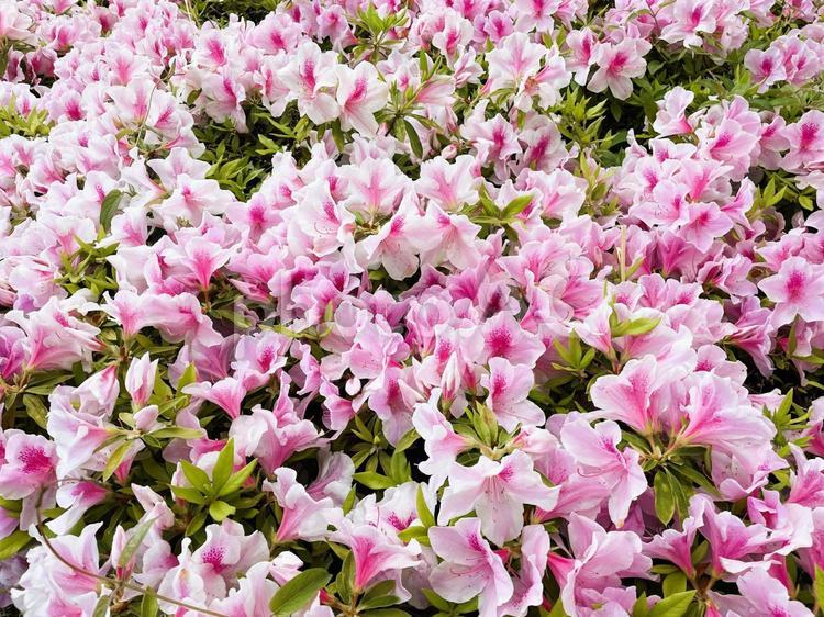 春に満開の美しいツツジの花２８ つつじ,ピンク,濃いの写真素材