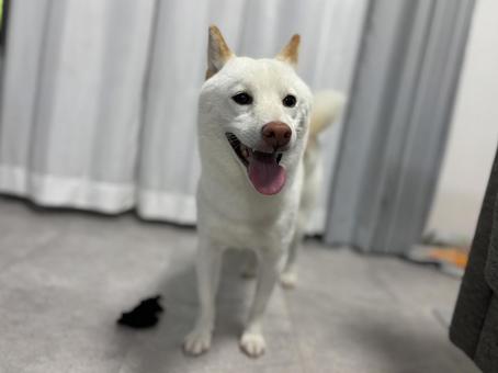 柴犬の笑顔 柴犬の笑顔 犬,ペット,柴犬の写真素材