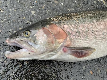 釣りサーモン 釣りサーモン サーモン,ニジマス,釣りの写真素材