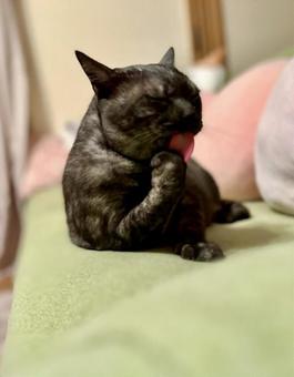 ペロリが可愛いヴェルちゃん ペロリが可愛いヴェルちゃんの写真