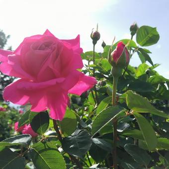 薔薇 薔薇 バラ,薔薇,ピンクの写真素材