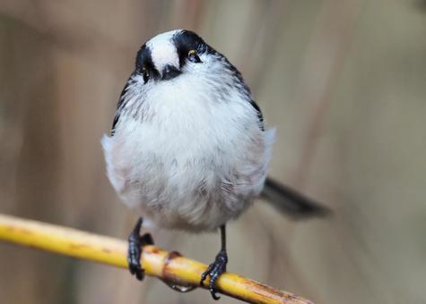 エナガ エナガ,野鳥,小鳥の写真素材