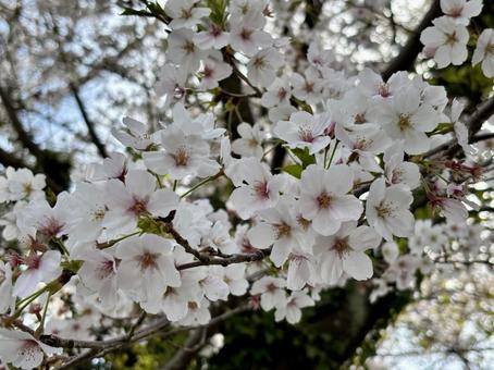 桜の花 桜の花の写真