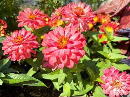 ピンク色の花が満開 ピンク色の花が満開の写真