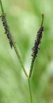 アメリカスズメノヒエ アメリカスズメノヒエ,亜米利加雀の稗,オニスズメノヒエの写真素材